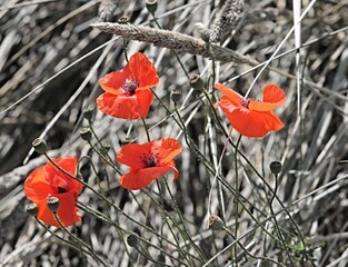 Ρόλερ Ψηφιακής Εκτύπωσης Floral 171-CR