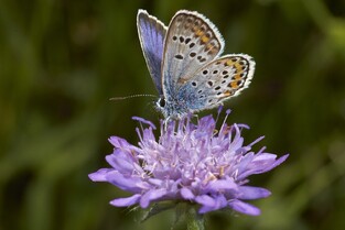 Ρόλερ Ψηφιακής Εκτύπωσης Nature 563-FR